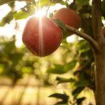 Can scientists make fruits and veggies resilient to climate change?