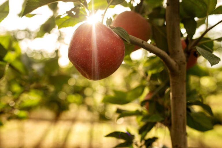 Can scientists make fruits and veggies resilient to climate change?